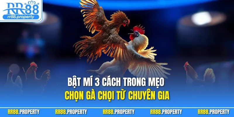 Bật mí 3 cách trong mẹo chọn gà chọi từ chuyên gia