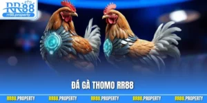 Đá Gà Thomo RR88 – Trực Tiếp Trường Gà Lớn Nhất Campuchia