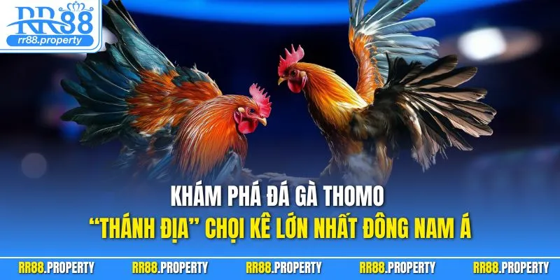 Khám phá đá gà Thomo – “thánh địa” chọi kê lớn nhất Đông Nam Á