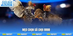 Mẹo Chọn Gà Chọi RR88 – Bí Quyết Lựa Chiến Kê Bất Bại 2025