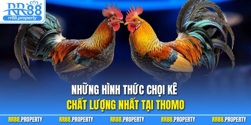 Những hình thức chọi kê chất lượng nhất tại Thomo