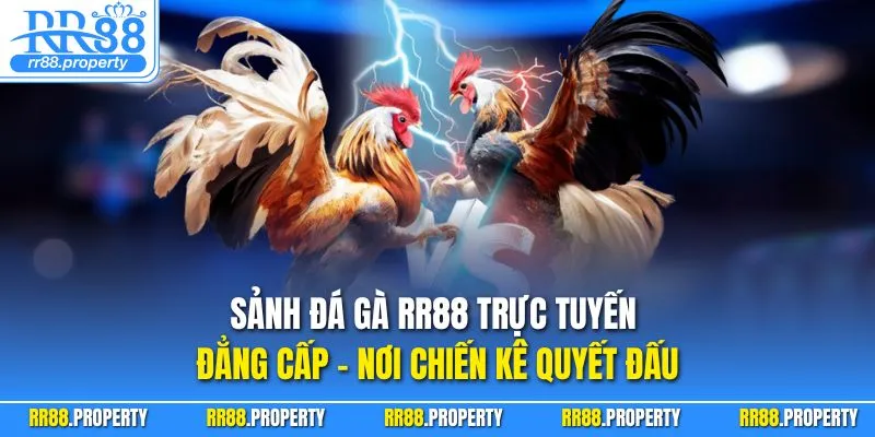 Sảnh đá gà RR88 trực tuyến đẳng cấp – nơi chiến kê quyết đấu