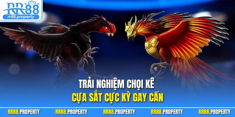 Trải nghiệm chọi kê cựa sắt cực kỳ gay cấn