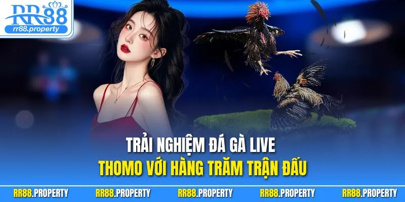 Trải nghiệm đá gà live Thomo với hàng trăm trận đấu